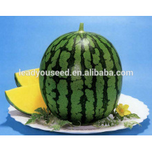 MW05 Jinhuang hybrid yellow fresh seedless watermelon seeds for planting